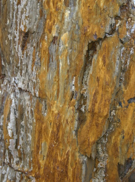 Versteinertes Holz HZ23187