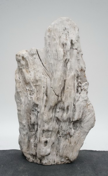 Versteinertes Holz HZ16485