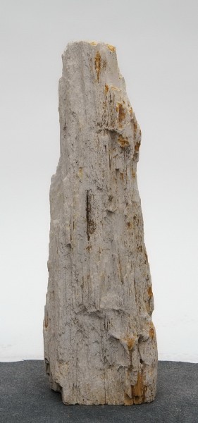 Versteinertes Holz HZ23804