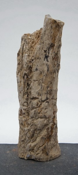 Versteinertes Holz HZ22931