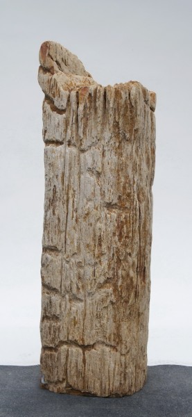 Versteinertes Holz HZ23807
