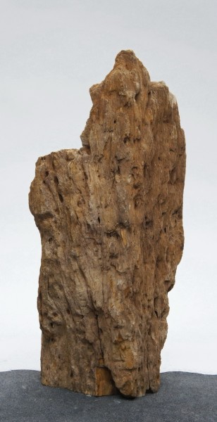 Versteinertes Holz HZ23802