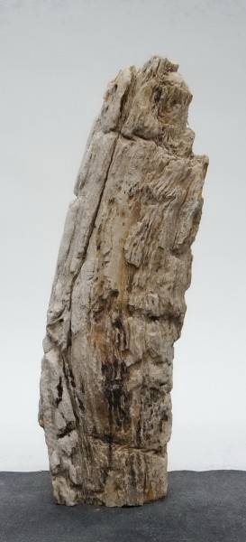 Versteinertes Holz HZ23812
