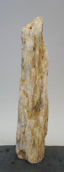 Versteinertes Holz HZ22071