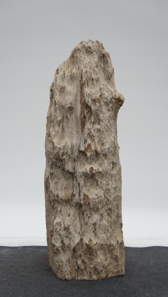 Versteinertes Holz HZ23180