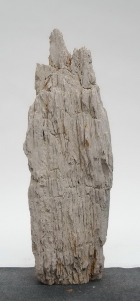 Versteinertes Holz HZ23814