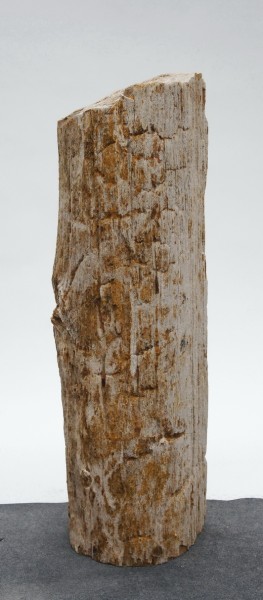 Versteinertes Holz HZ23819