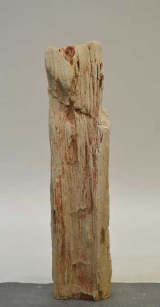 Versteinertes Holz HZ18818