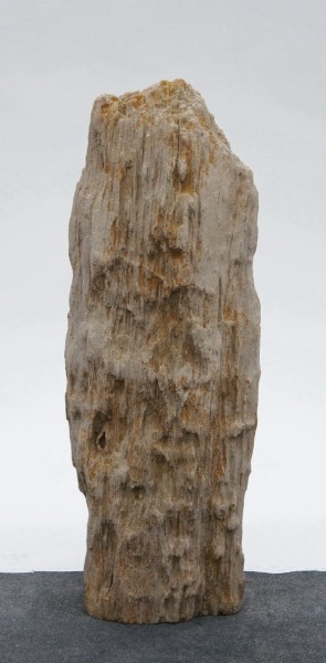 Versteinertes Holz HZ23806
