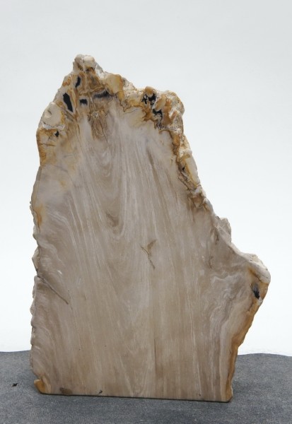 Versteinertes Holz HZ23824