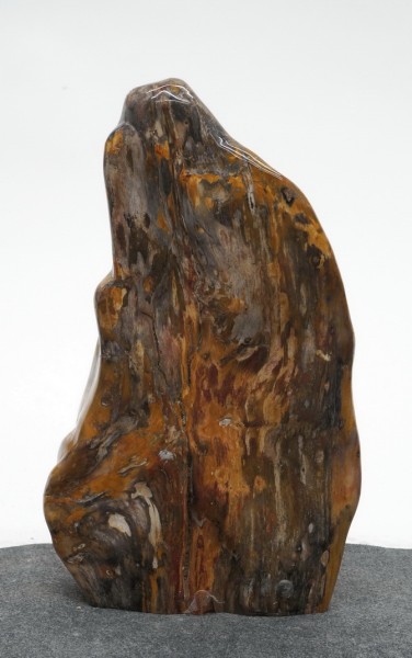 Versteinertes Holz HZ23837