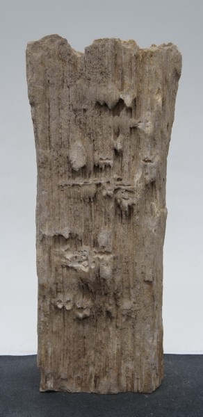 Versteinertes Holz HZ22951